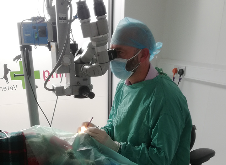 Laparoscopic (keyhole) spays at Ferring Street Veterinary Surgery