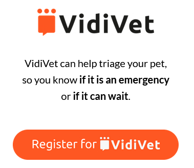 Vet App Mockup
